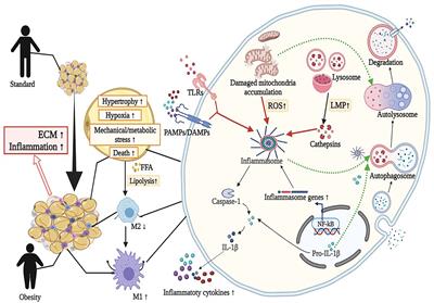 New Insights Into the Interplay Among Autophagy, the NLRP3 Inflammasome and Inflammation in Adipose Tissue